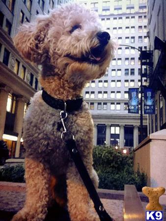 louiepoodle Picture 2